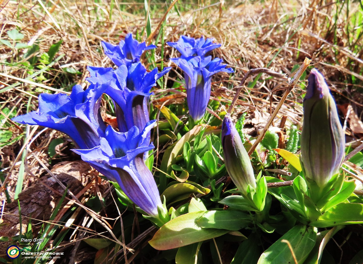 31 Gentiana Clusii (Genziana di Clusius).JPG